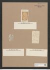 Navicula scutiformis Grun. (de-Toni-Nr.: Genus 1, Species 458) Zeichnungen Sammlung Grunow Nr. 954 (NHMW-BOT-W0367450)